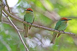 Böhm's Bee-eater