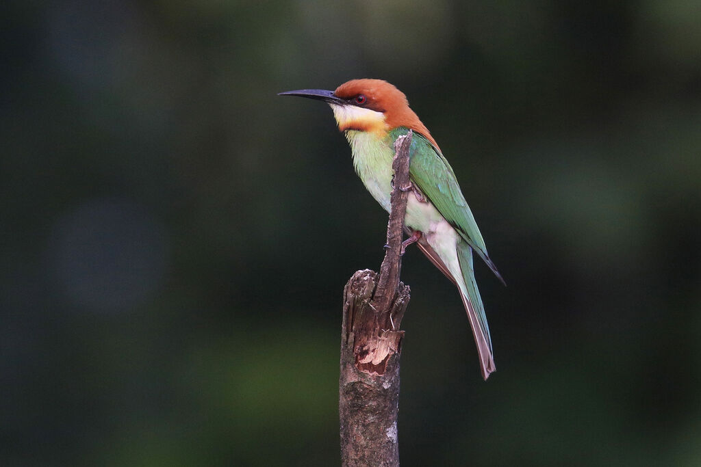 Chestnut-headed Bee-eateradult