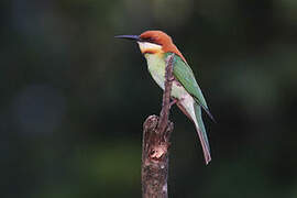 Chestnut-headed Bee-eater