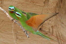 Blue-cheeked Bee-eater