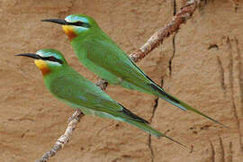 Blue-cheeked Bee-eater