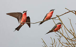 Rosy Bee-eater