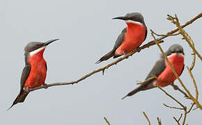 Rosy Bee-eater