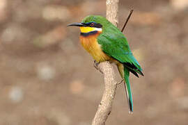 Cinnamon-chested Bee-eater