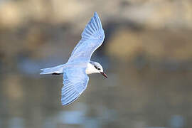 Whiskered Tern