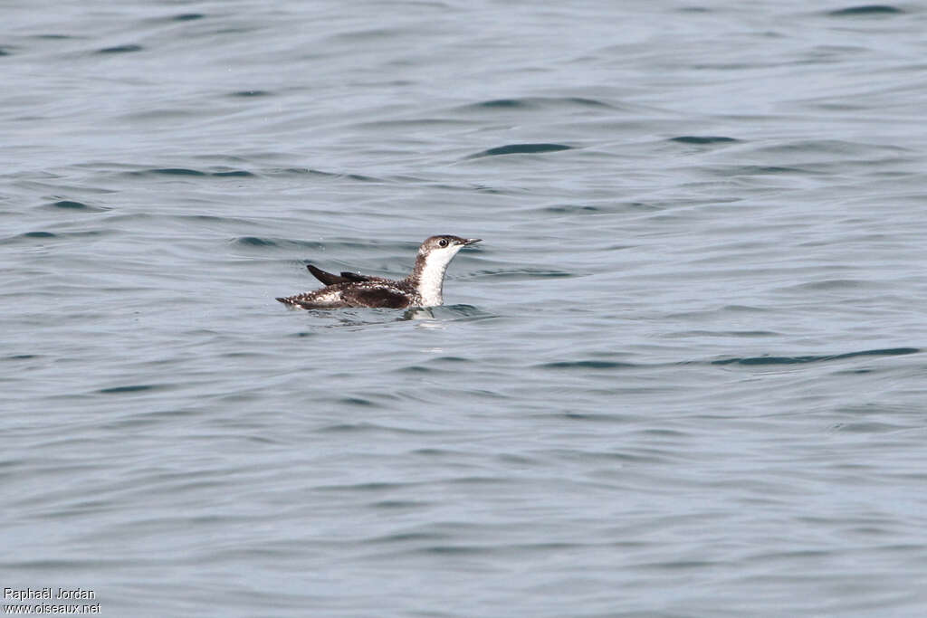 Guillemot à long becadulte, identification