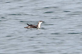 Long-billed Murrelet