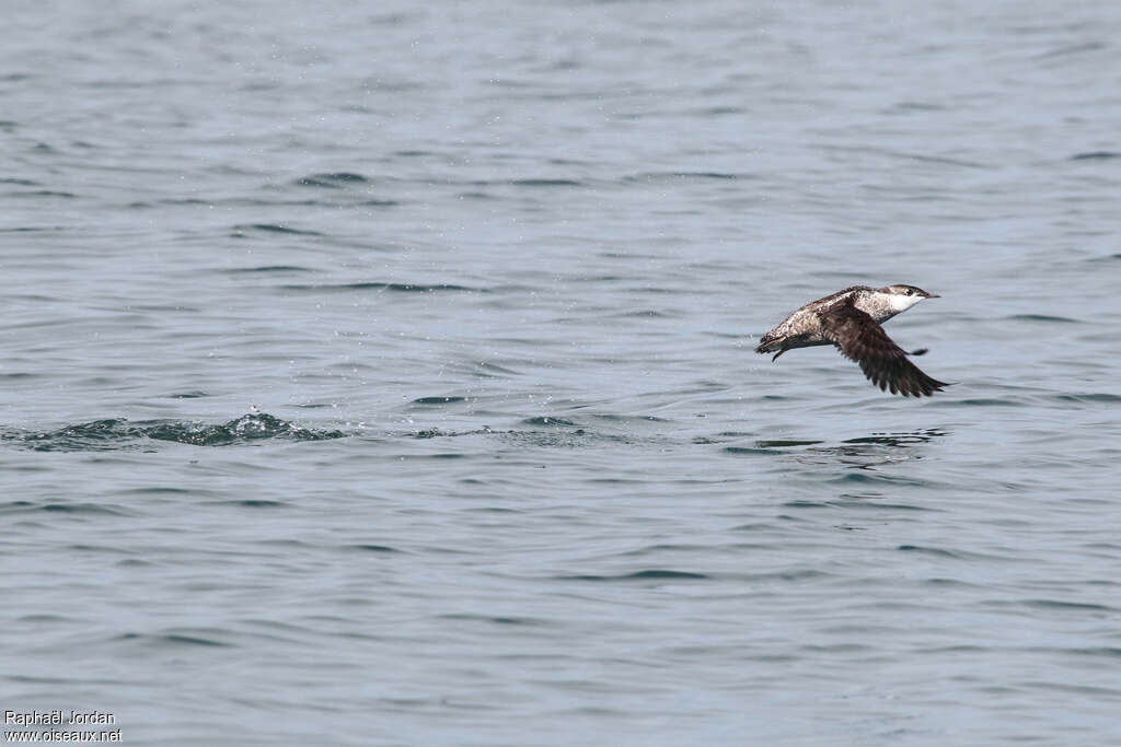 Long-billed Murreletadult, Flight