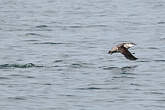 Guillemot à long bec