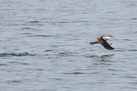 Long-billed Murrelet