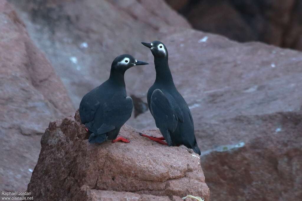 Guillemot à lunettesadulte, habitat, Comportement