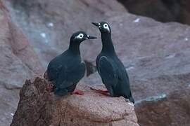 Spectacled Guillemot