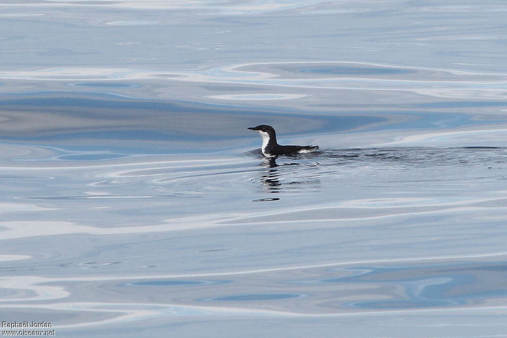 Scripps's Murrelet