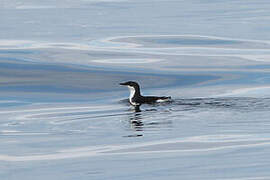 Scripps's Murrelet