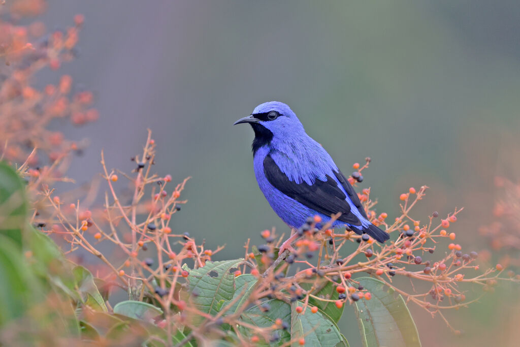 Short-billed Honeycreeper male adult