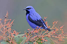 Short-billed Honeycreeper