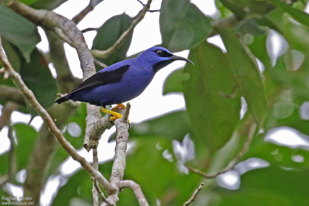 Purple Honeycreeper male adult, identification