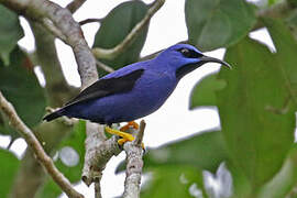 Purple Honeycreeper