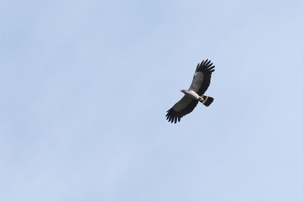 Madagascar Harrier-Hawkadult