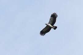 Madagascar Harrier-Hawk