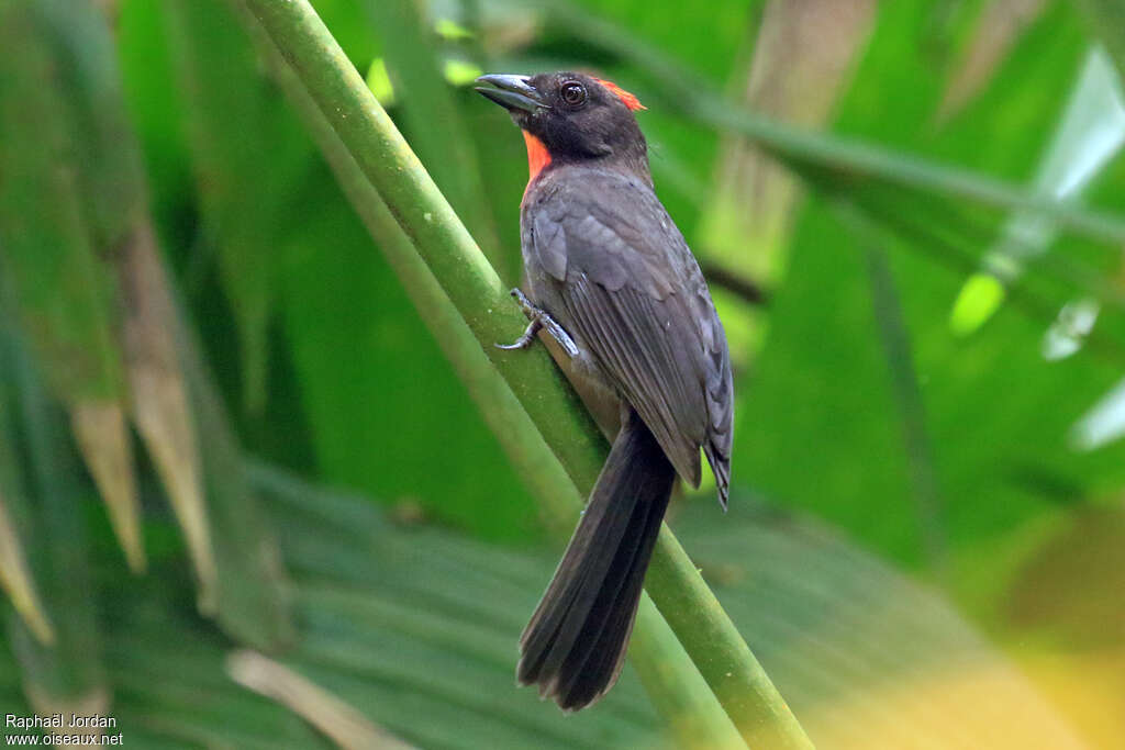 Sooty Ant Tanager adult