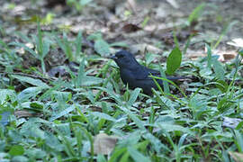 Uniform Finch