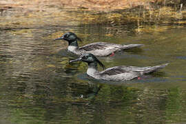 Brazilian Merganser