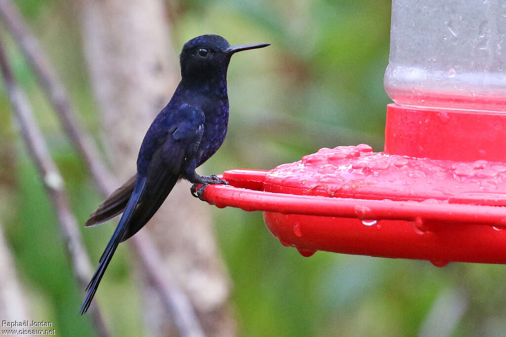 Royal Sunangel male adult, identification