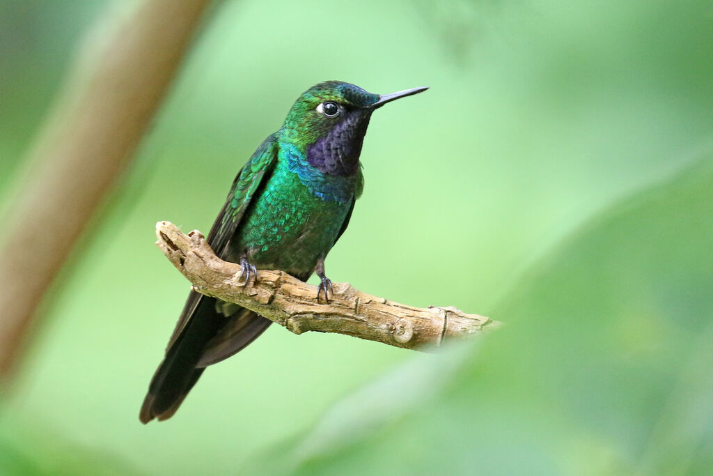 Purple-throated Sunangeladult