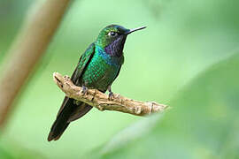 Purple-throated Sunangel