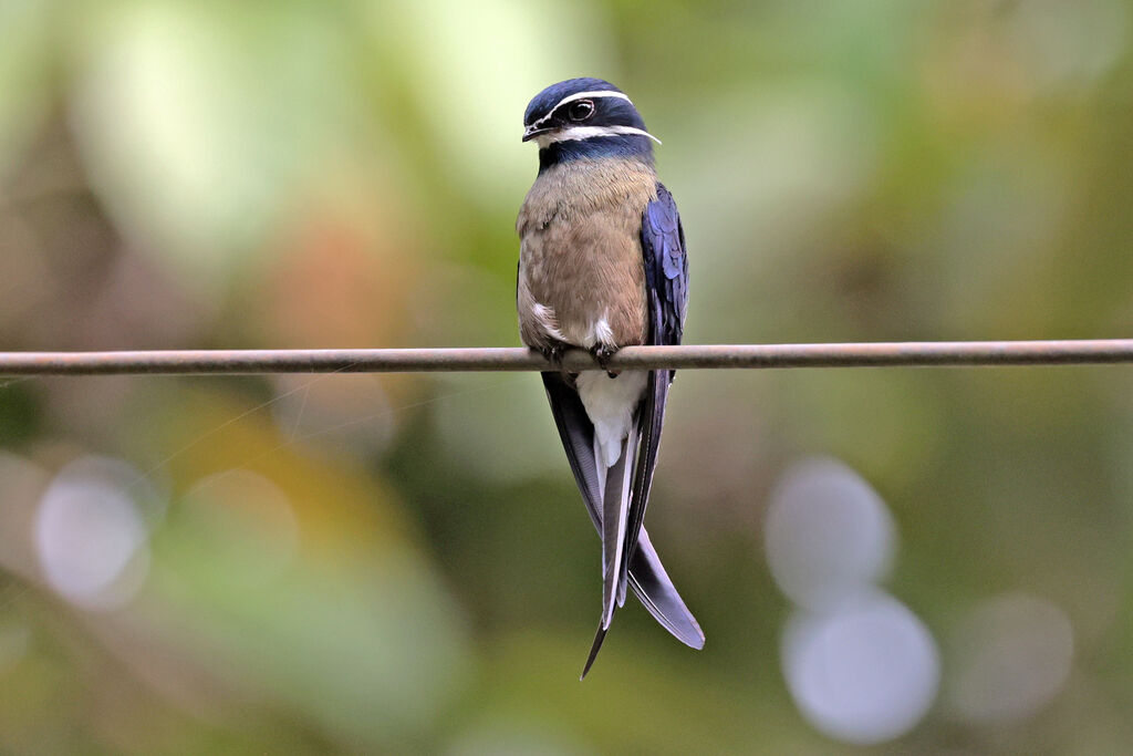 Whiskered Treeswiftadult