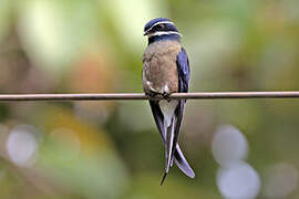 Whiskered Treeswift