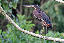 Agami Heron