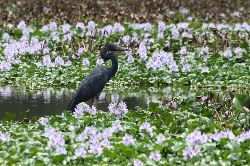 Humblot's Heron