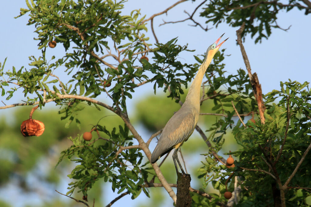 Whistling Heronadult, song