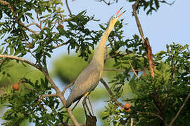 Whistling Heron