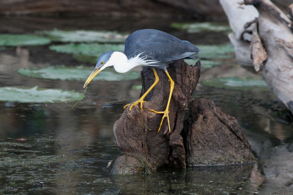 Pied Heronadult, Behaviour