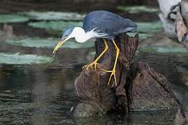 Pied Heron