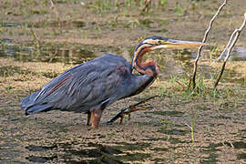 Purple Heron