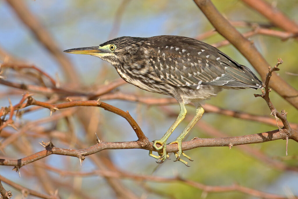 Striated Heronjuvenile