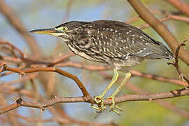 Striated Heron