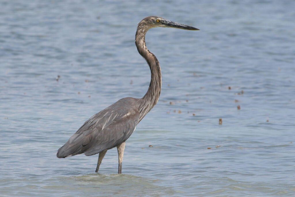 Great-billed Heronadult