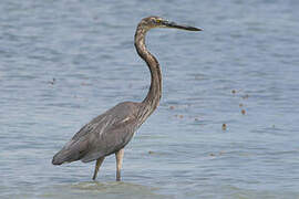 Great-billed Heron