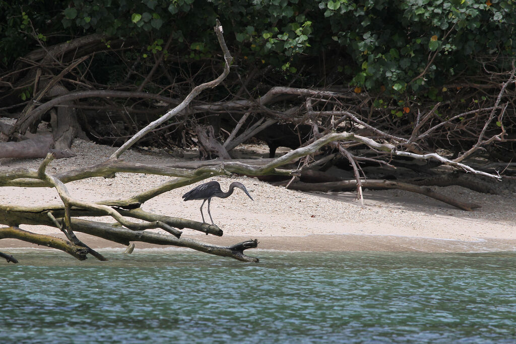 Great-billed Heron