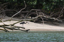 Great-billed Heron