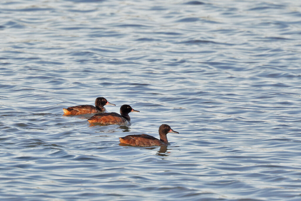 Black-headed Duck male