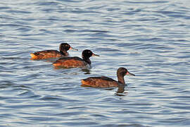 Black-headed Duck