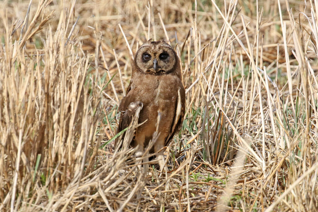 Marsh Owl