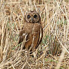 Hibou du Cap