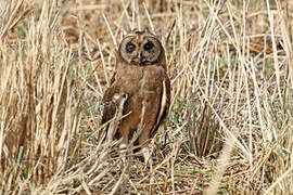 Marsh Owl